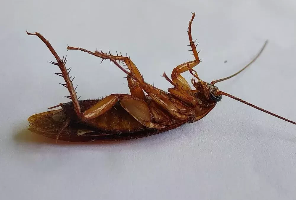 Por que as baratas francesinhas infestam apartamentos? Saiba como evitar