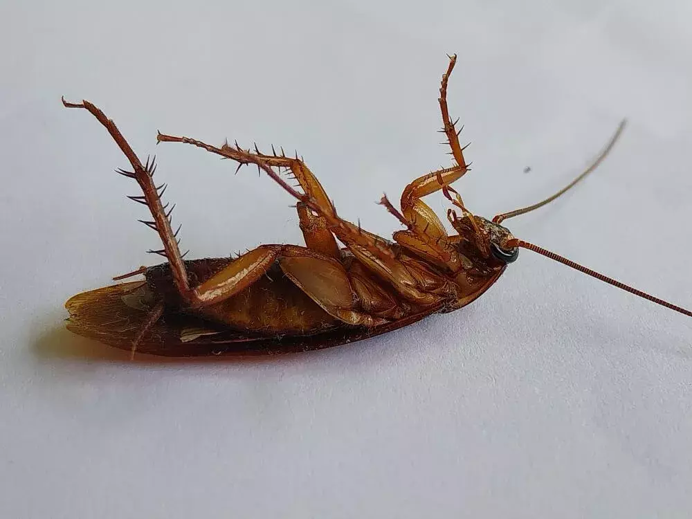 Por que as baratas francesinhas infestam apartamentos? Saiba como evitar