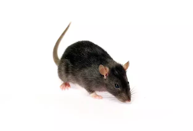 Como identificar a presença de ratos no forro da sua casa