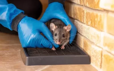 Dedetização de ratos no forro: métodos eficazes para acabar com a infestação
