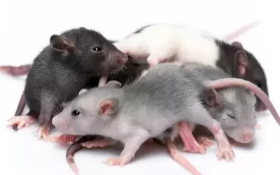 Dicas para prevenir a entrada de ratos no forro da sua casa