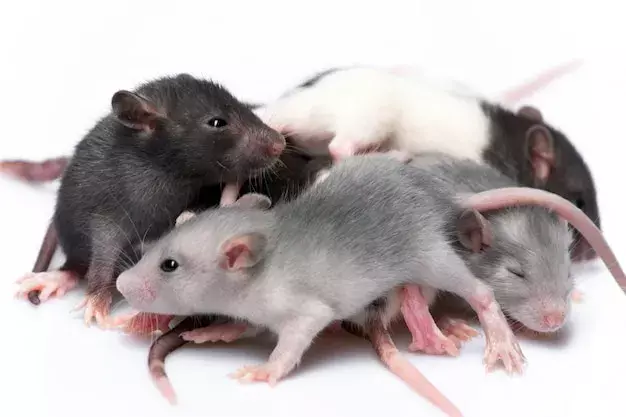 Dicas para prevenir a entrada de ratos no forro da sua casa