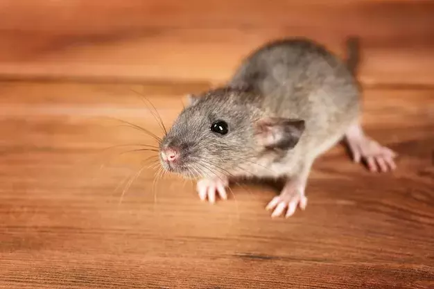 Ratos no forro: os perigos para a saúde e estrutura do imóvel Ratos no forro: os perigos para a saúde e estrutura do imóvel