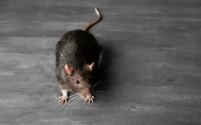 Como os ratos chegam ao forro e como evitar novas infestações