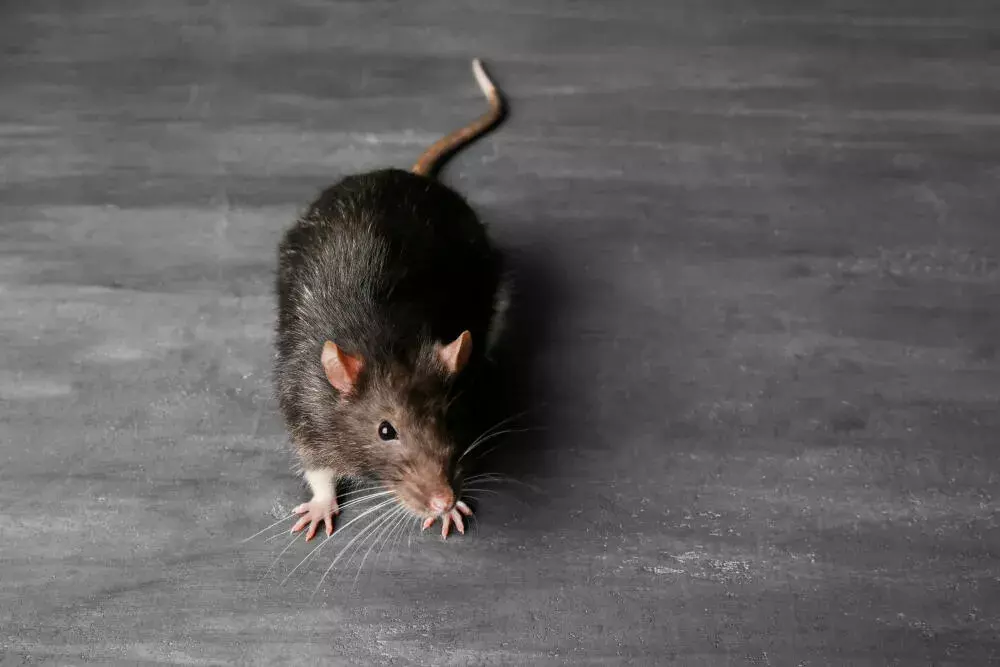 Como os ratos chegam ao forro e como evitar novas infestações