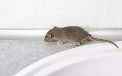 Cuidados durante a dedetização de ratos no forro: segurança em primeiro lugar