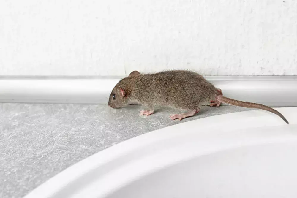 Cuidados durante a dedetização de ratos no forro: segurança em primeiro lugar