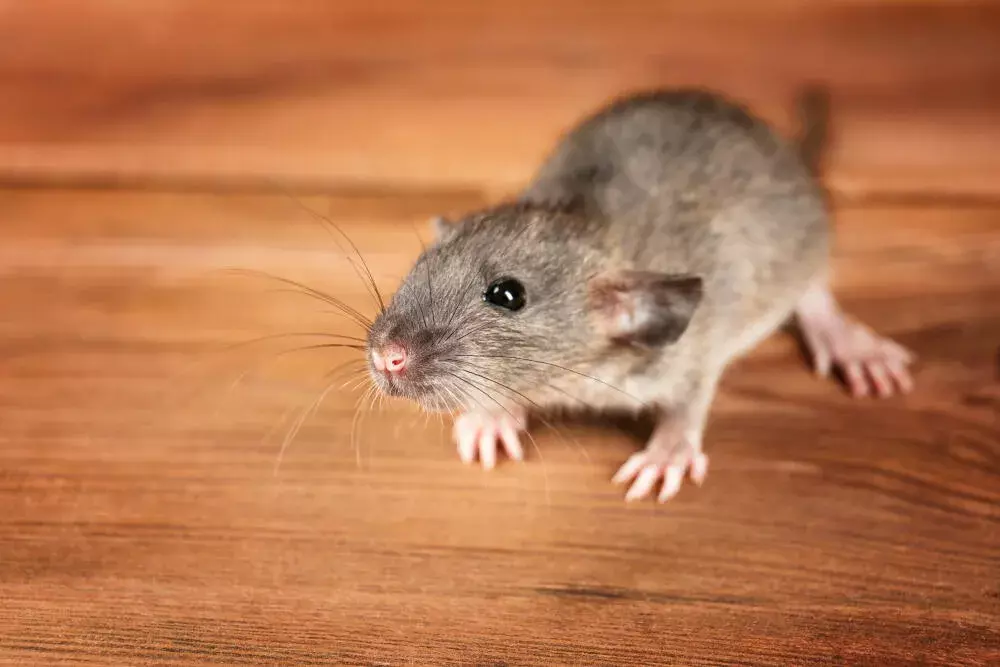 O que fazer ao ouvir ruídos de ratos no forro? Guia prático