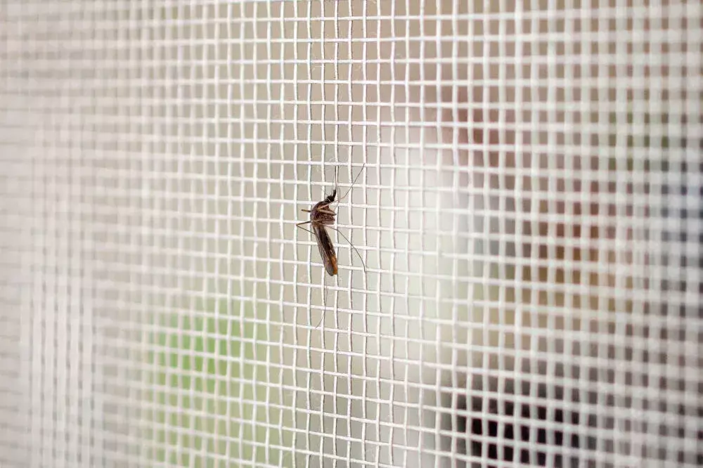 Áreas comuns de infestação do mosquito da dengue e como eliminá-las
