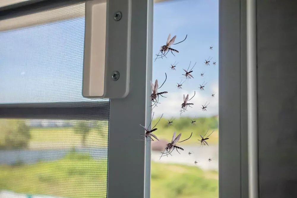 Como prevenir a proliferação de mosquitos da dengue em casa