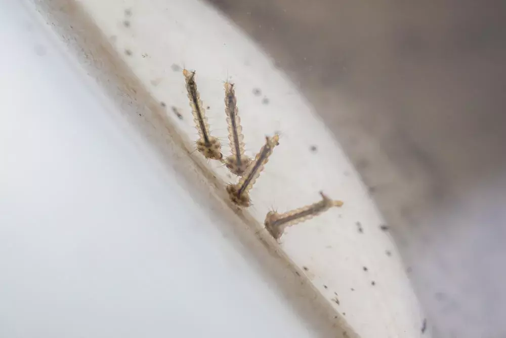 Dedetização contra mosquitos da dengue: como funciona?