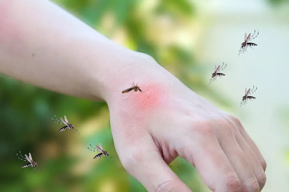 Os perigos do mosquito da dengue e a importância do controle