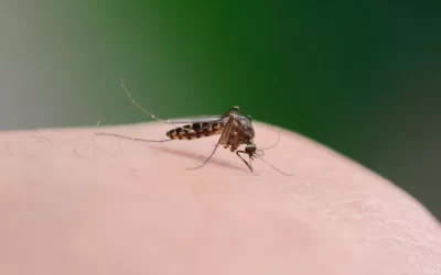 Como o mosquito da dengue se adapta em ambientes urbanos e como controlá-lo