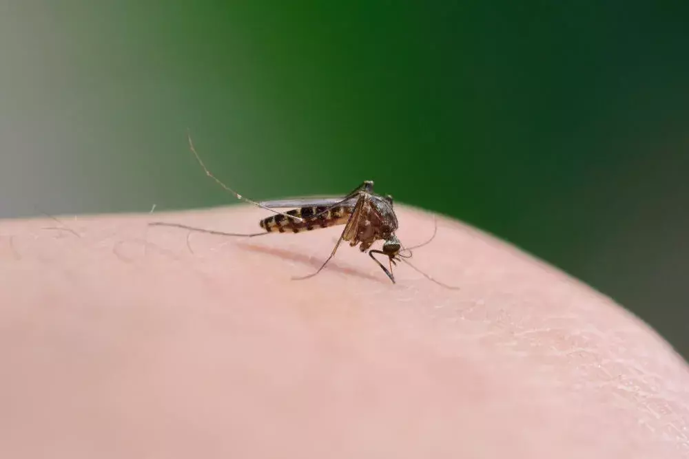 Como o mosquito da dengue se adapta em ambientes urbanos e como controlá-lo