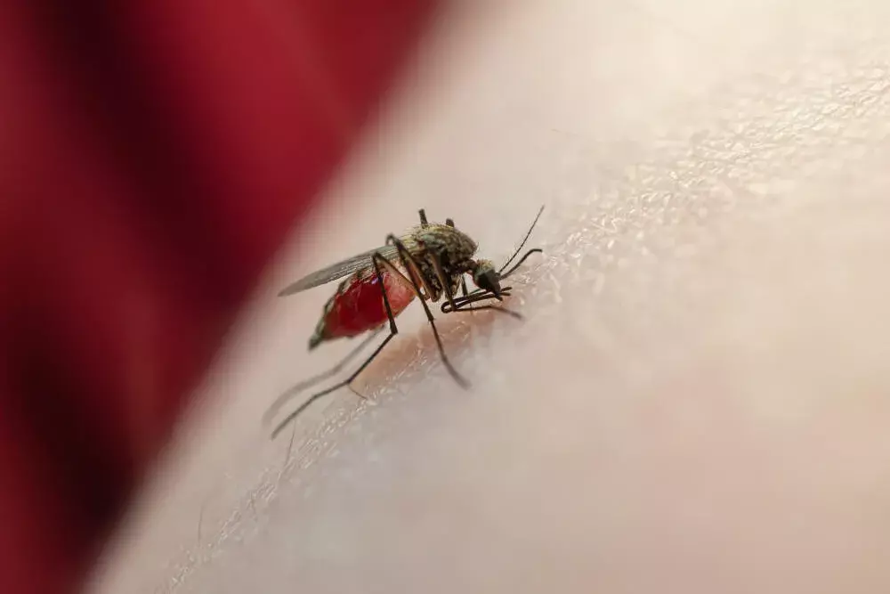 Cuidados após a dedetização contra mosquitos da dengue