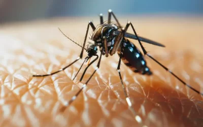 Dedetização preventiva contra mosquitos da dengue em condomínios