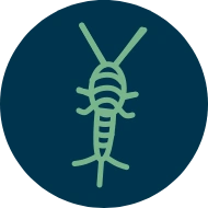 Serviços de Controle de Pragas - Rio de Janeiro