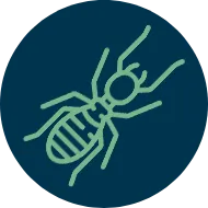 Serviços de Controle de Pragas - Rio de Janeiro 