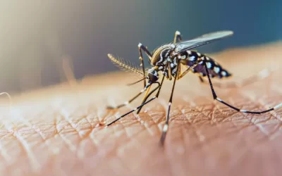Prevenção da dengue: a dedetização como aliada na luta contra o Aedes aegypti