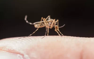 A importância da dedetização preventiva contra mosquitos em áreas comuns