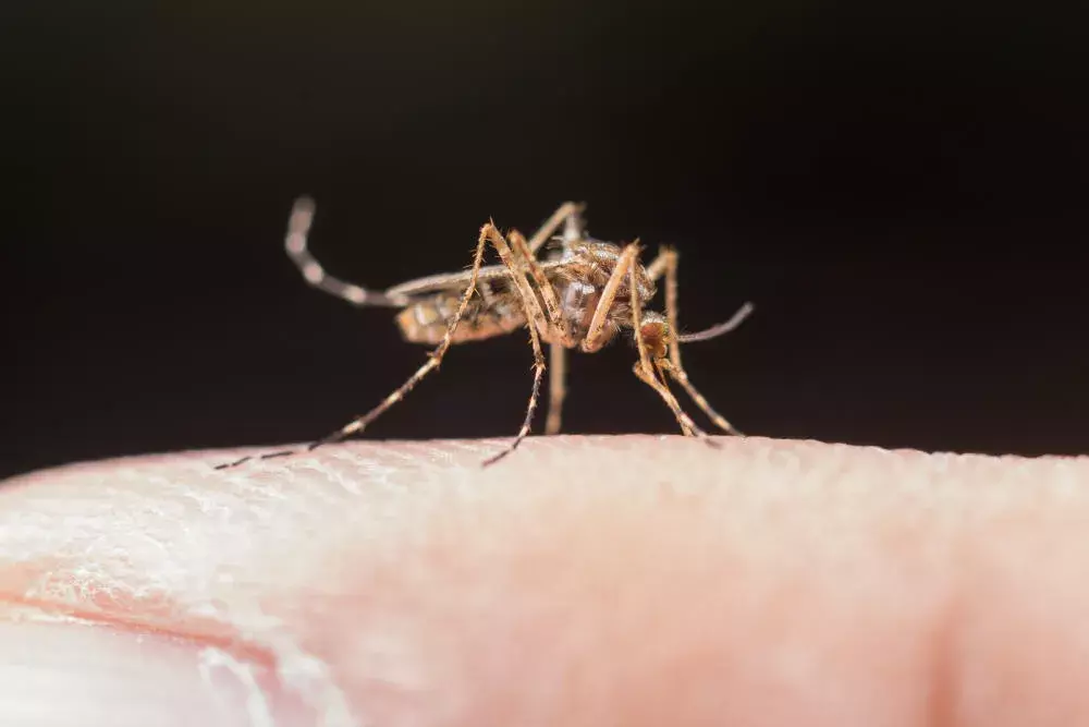A importância da dedetização preventiva contra mosquitos em áreas comuns