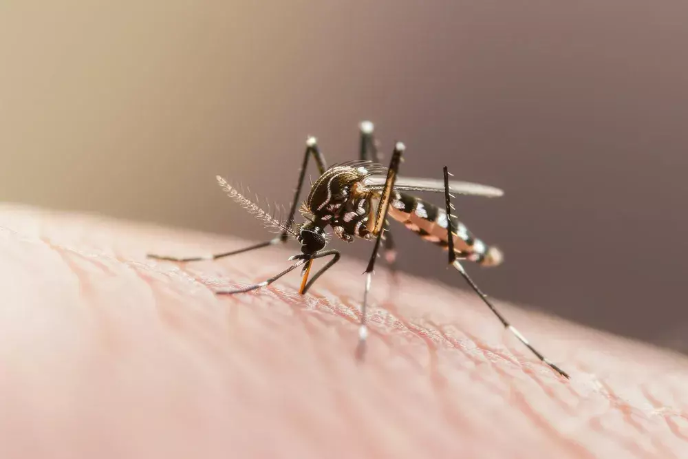 Como os mosquitos invadem os condomínios e como evitar
