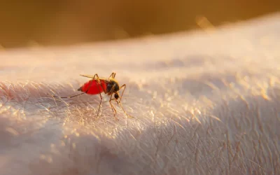 Controle de mosquitos no condomínio: ações para proteger moradores e visitantes