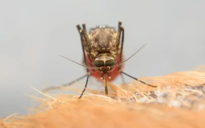 Mosquitos em condomínios: como a colaboração dos moradores pode ajudar