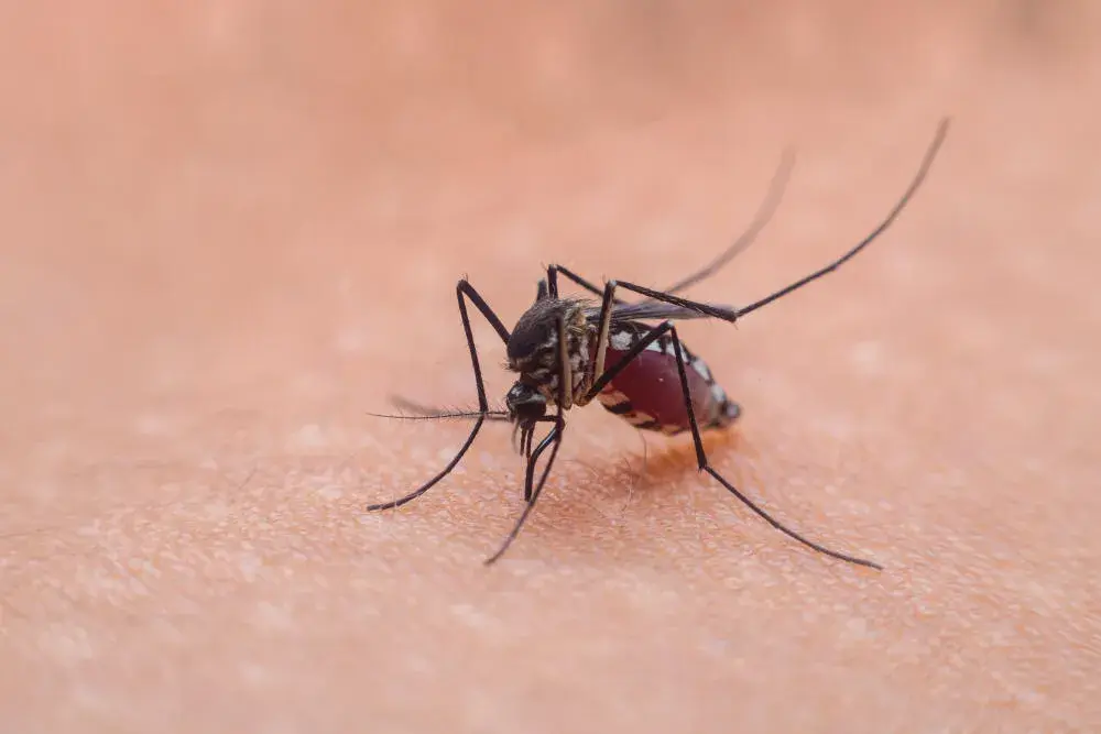 Soluções para eliminar mosquitos em piscinas e jardins de condomínios