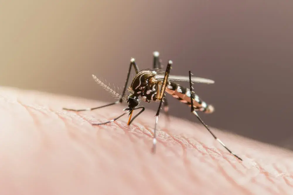 Mosquitos no período de chuvas: como reduzir os focos no imóvel