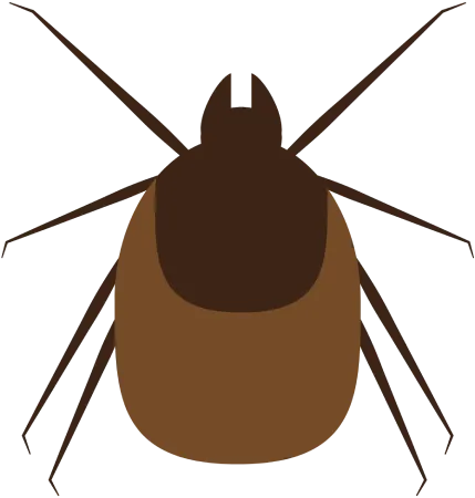 Carrapatos - Pragas Urbanas - Dedetizadora RJ | Sani System - Rio de Janeiro