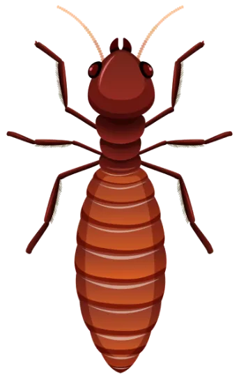 Cupins de madeira seca - Cupins - Dedetizadora RJ | Dedetização de Cupins - Rio de Janeiro