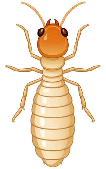 Cupins subterrâneos - Cupins - Dedetizadora RJ | Dedetização de Cupins - Rio de Janeiro