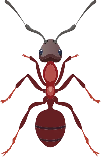 Formigas - Dedetizadora RJ | Dedetização de Formigas - Rio de Janeiro