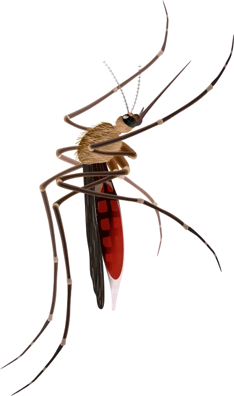 Mosquitos - Dedetizadora RJ | Dedetização de Mosquitos - Rio de Janeiro