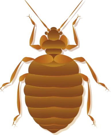 Percevejo de Cama - Pragas Urbanas - Dedetizadora RJ | Sani System - Rio de Janeiro