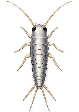 Traça - Pragas Urbanas - Dedetizadora RJ | Sani System - Rio de Janeiro