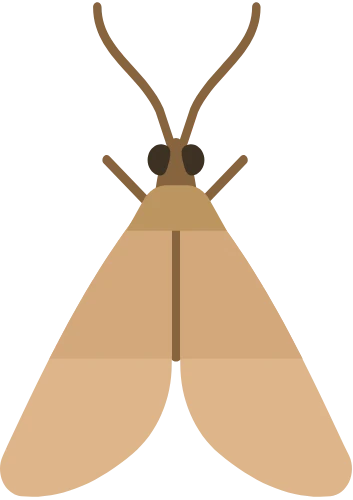 Falsa Traça - Pragas Urbanas - Dedetizadora RJ | Sani System - Rio de Janeiro