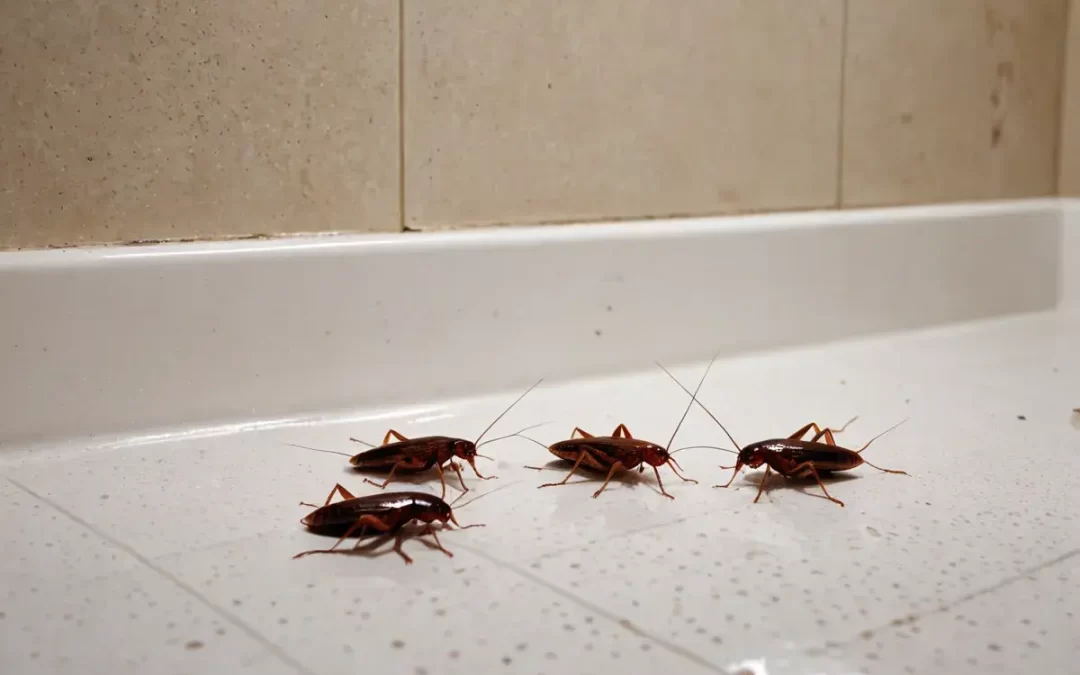 Como acabar com baratas de forma eficaz e evitar que elas voltem