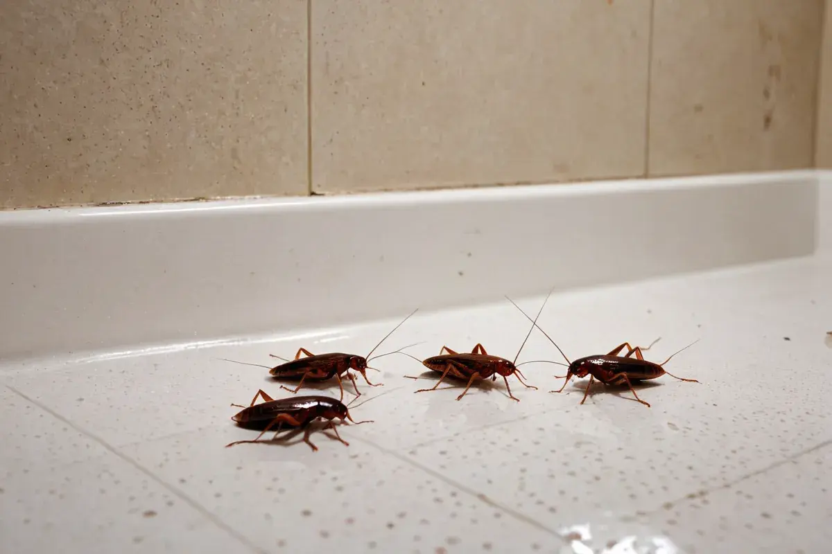 Como acabar com baratas de forma eficaz e evitar que elas voltem