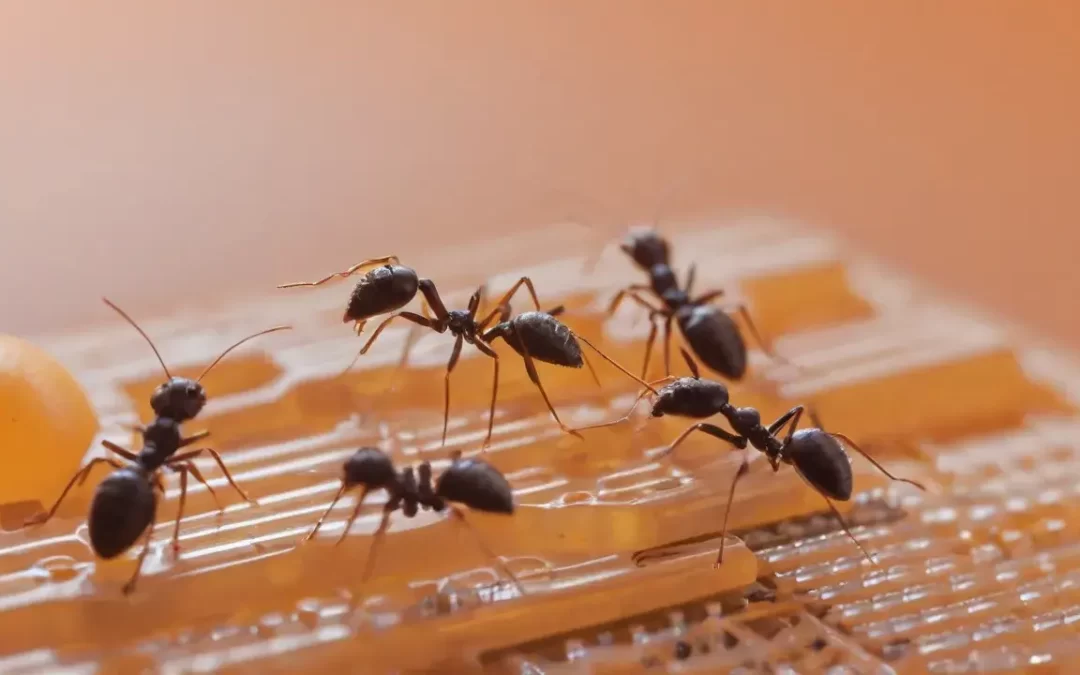 Infestação de formigas: quando o problema exige dedetização profissional