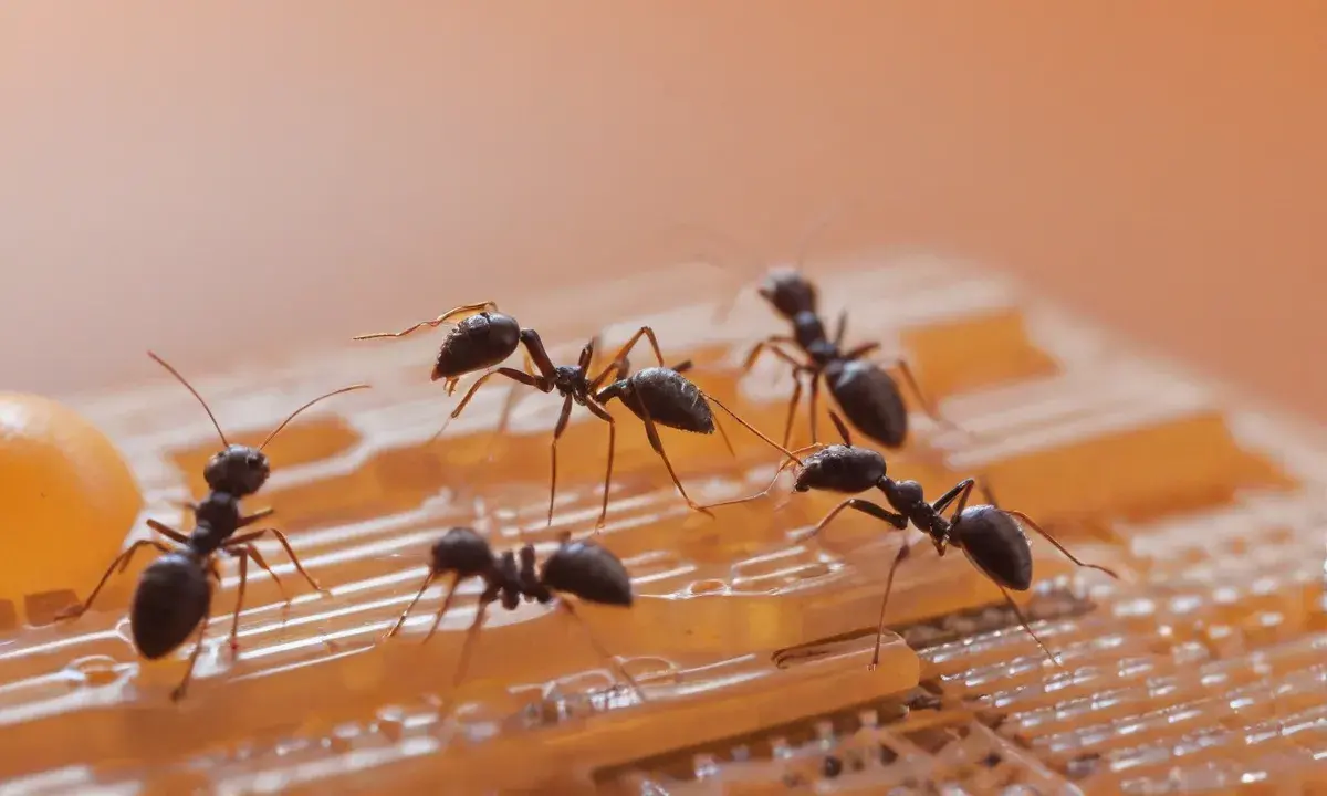 Infestação de formigas: quando o problema exige dedetização profissional Infestação de formigas: quando o problema exige dedetização profissional